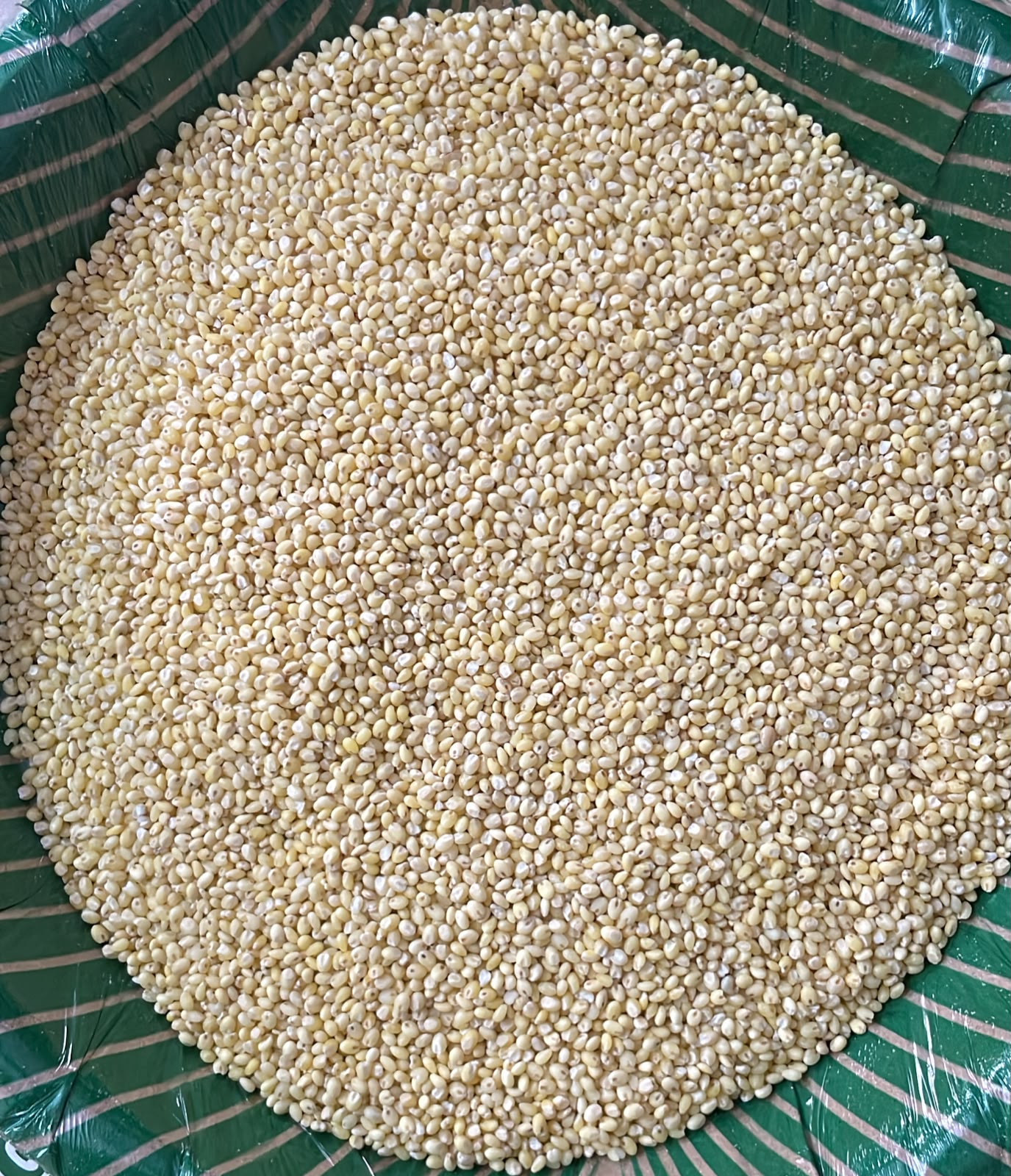 Variga (Proso millet)